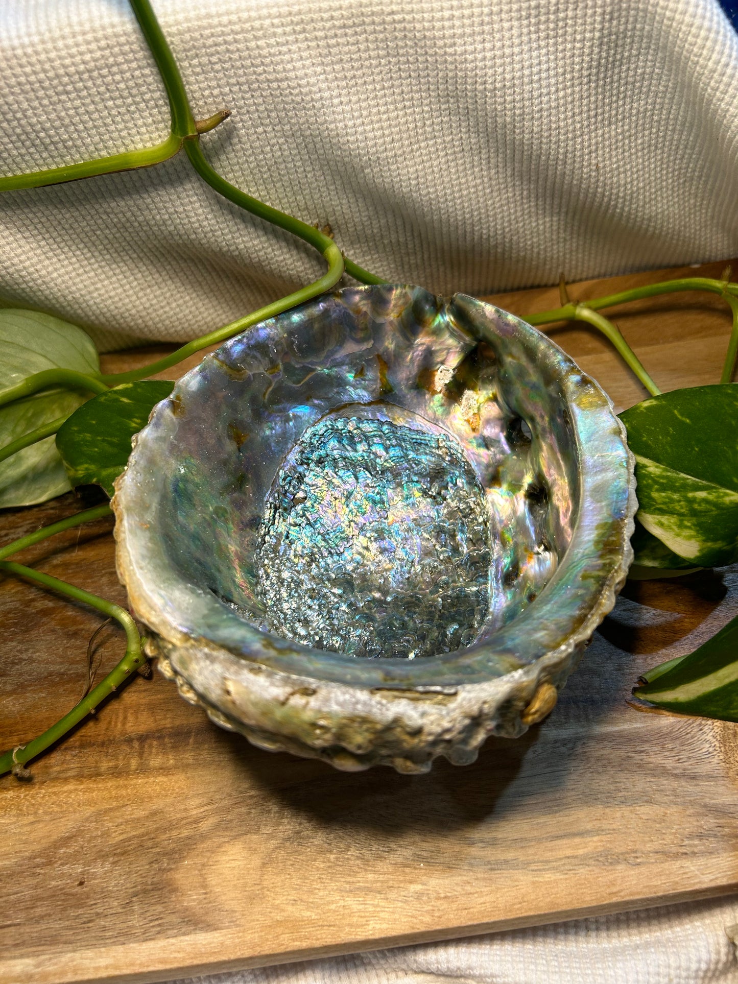 15cm (6”) Abalone Shell - perfect for burning your smudge