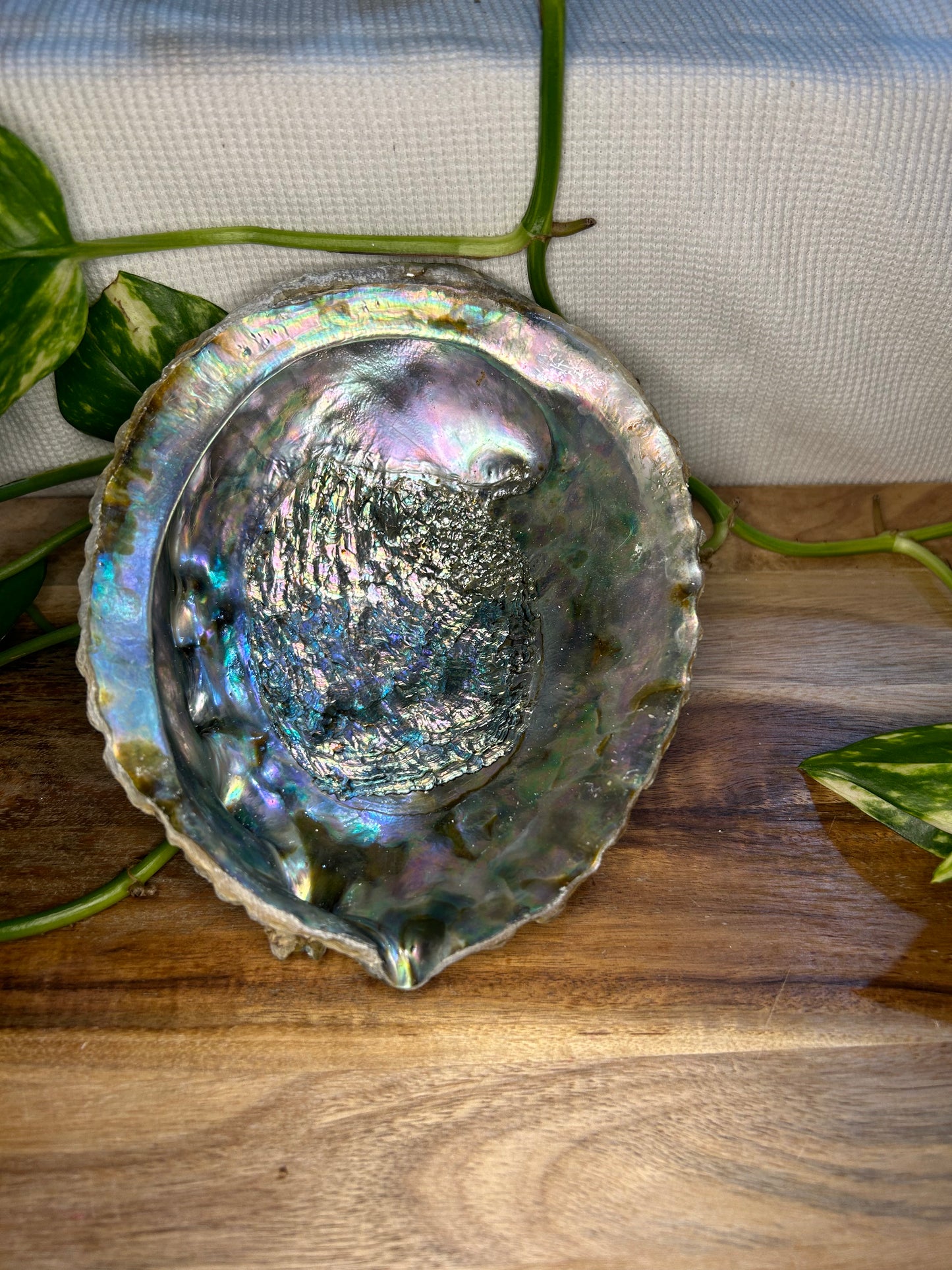 15cm (6”) Abalone Shell - perfect for burning your smudge